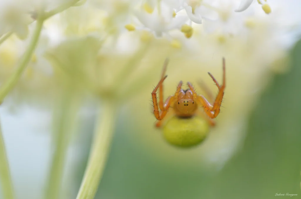 Misumena Vatia