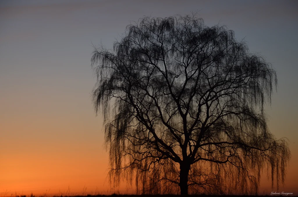 Bouleau au coucher du soleil