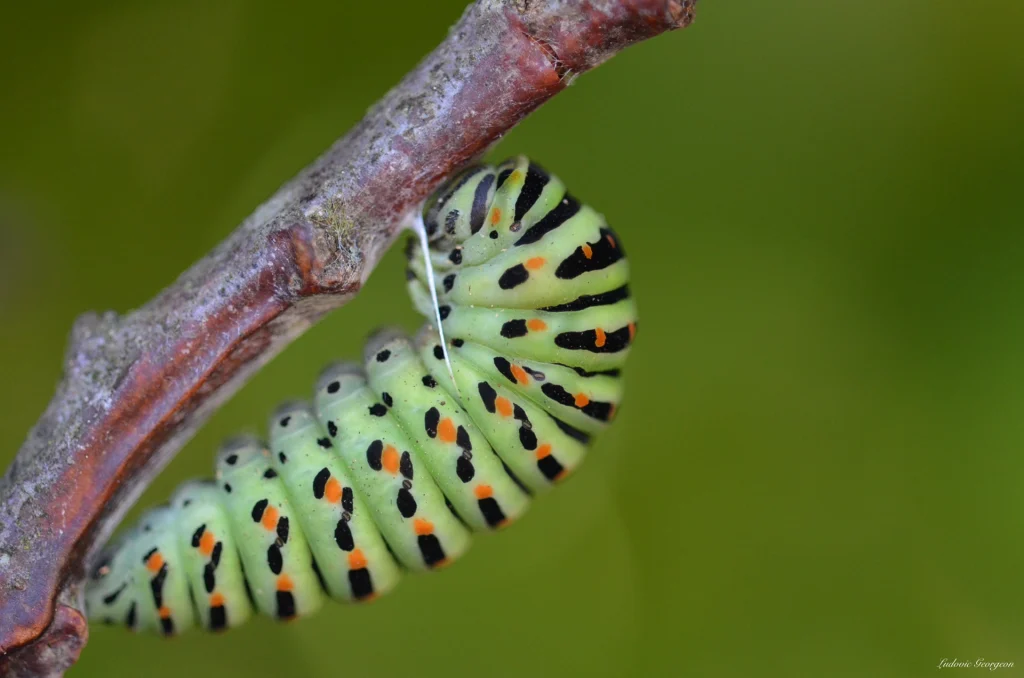 chenille-de-machaon