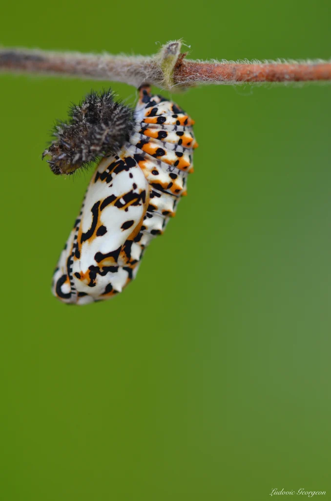 Chrysalide de Mélitée orangée