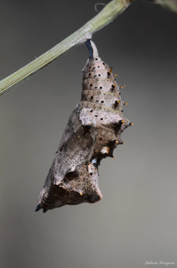 Chrysalide de Nacré