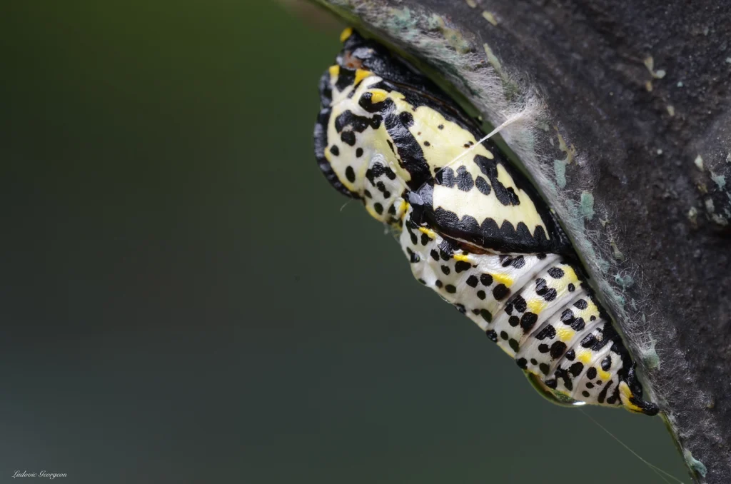 Chrysalide de Piéride de l’aubépine