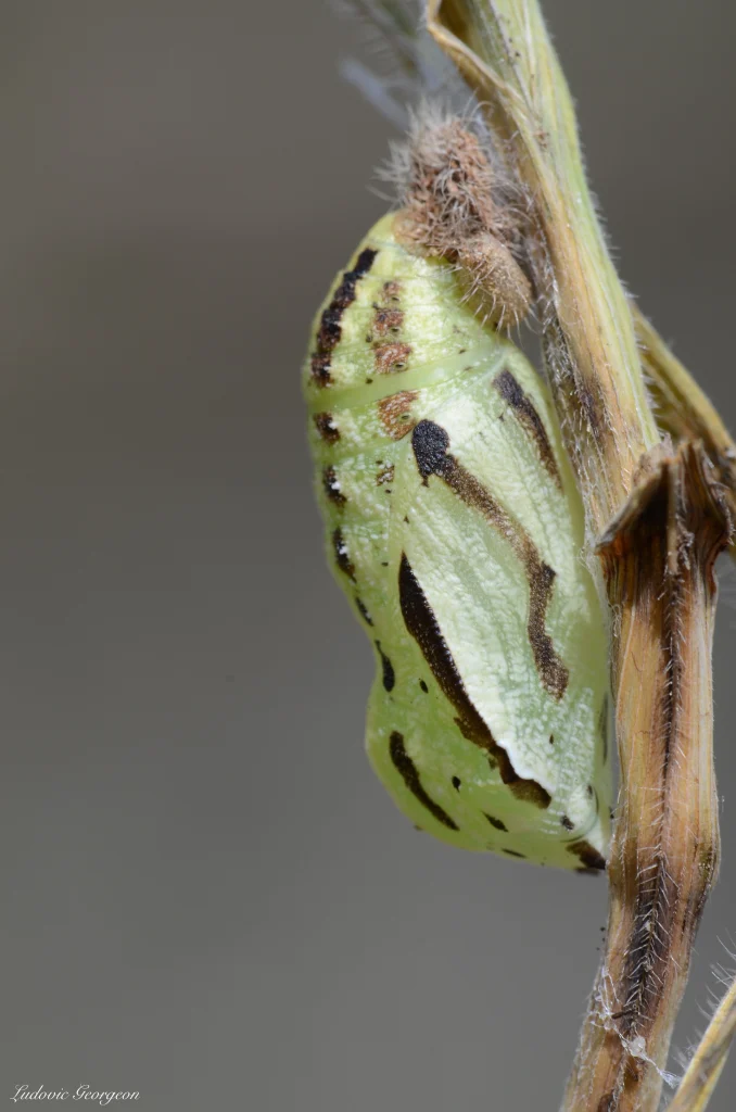 Chrysalide de Satyre