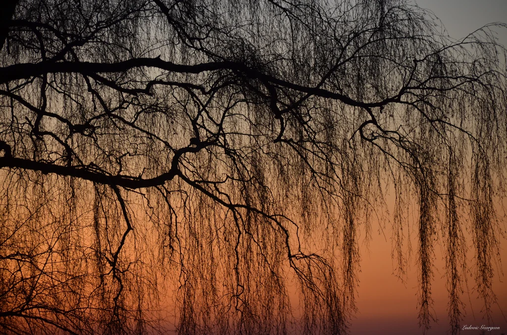 Coucher du soleil