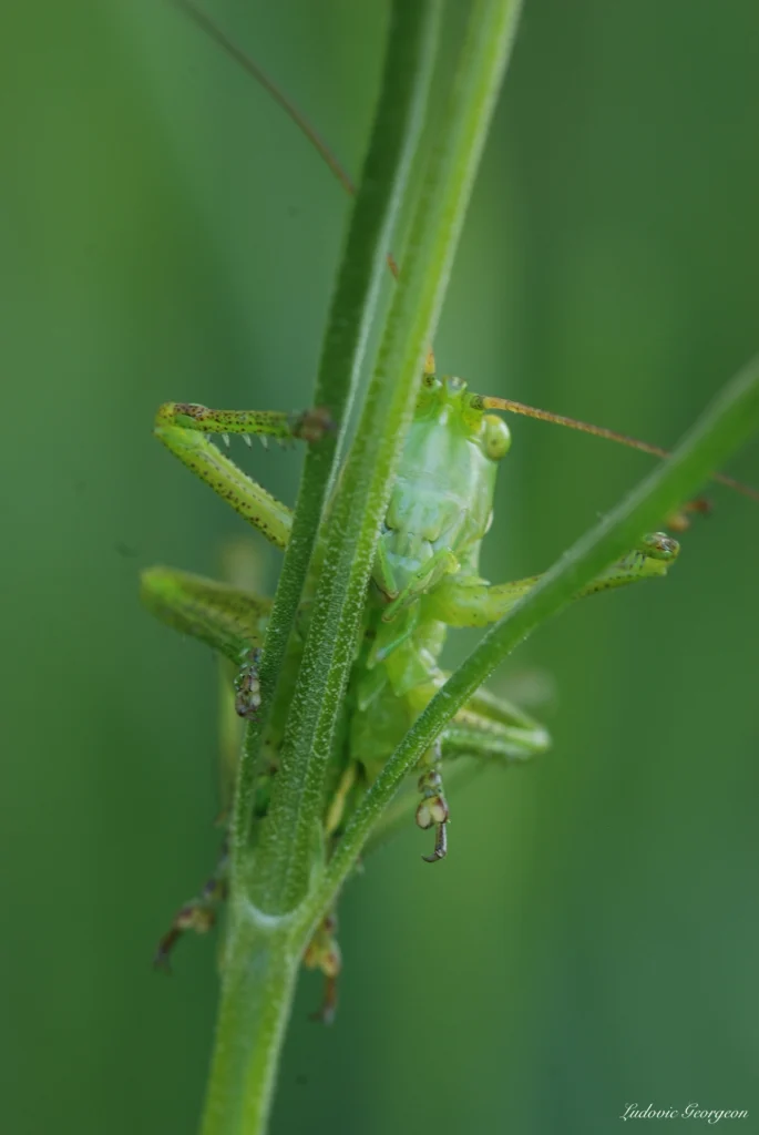 Grande sauterelle verte
