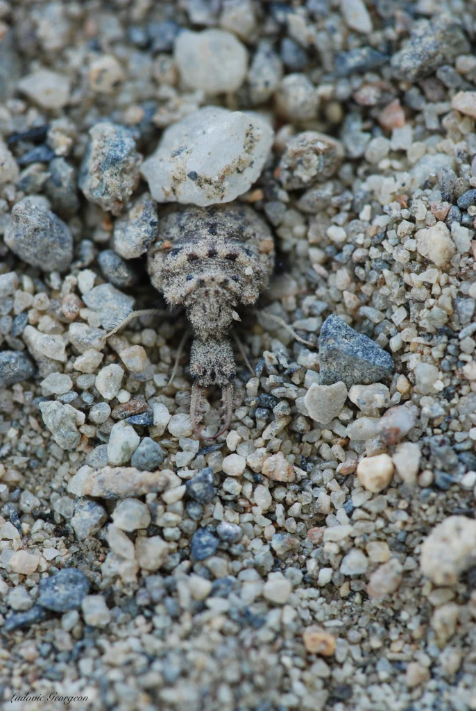 Larve de fourmilion dans le sable