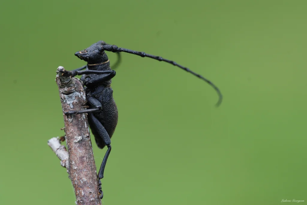 Coléoptère longicorne sur une branche