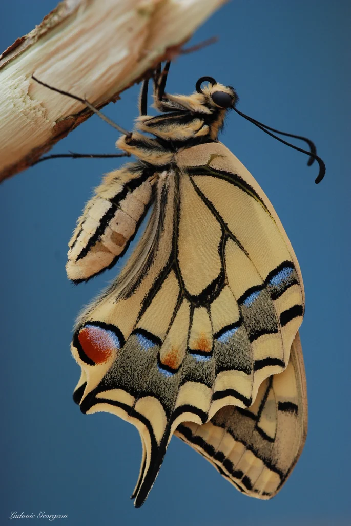 Papillon Machaon