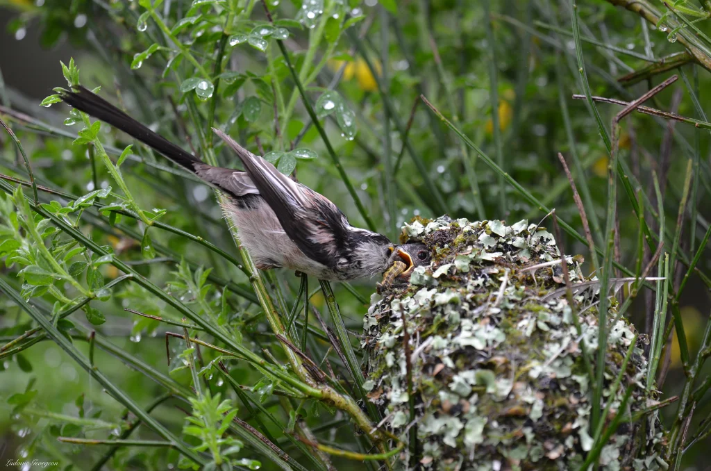 Mésange à longue queue