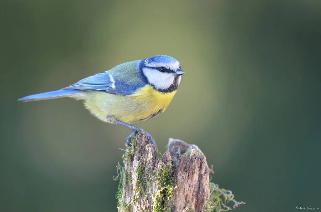 Mésange bleue
