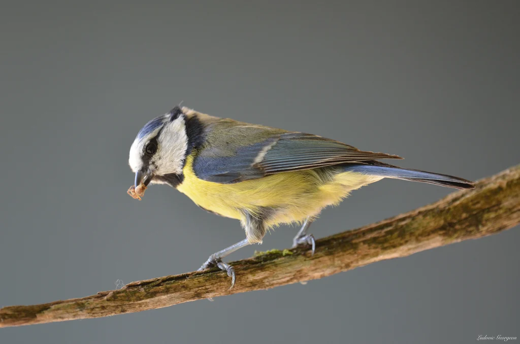 Mésange bleue
