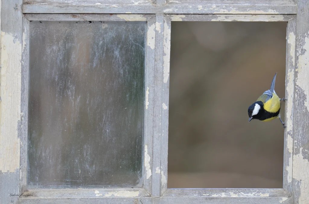 Mésange charbonnière