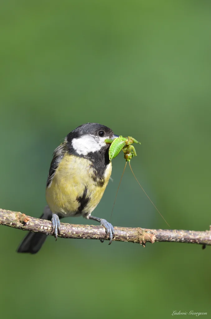 Mésange charbonnière
