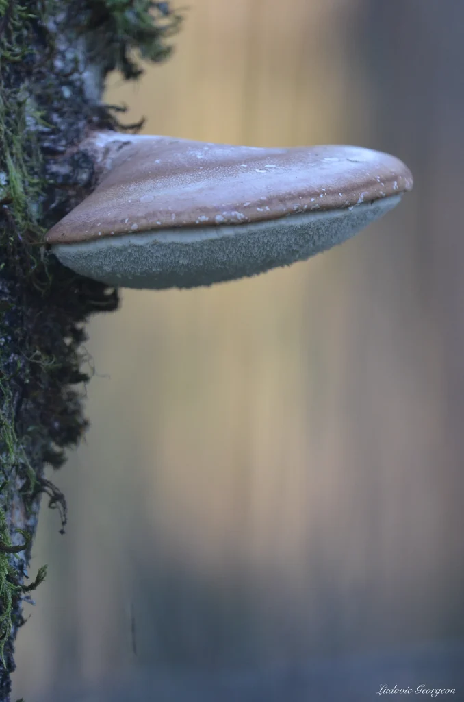 Polypore du bouleau