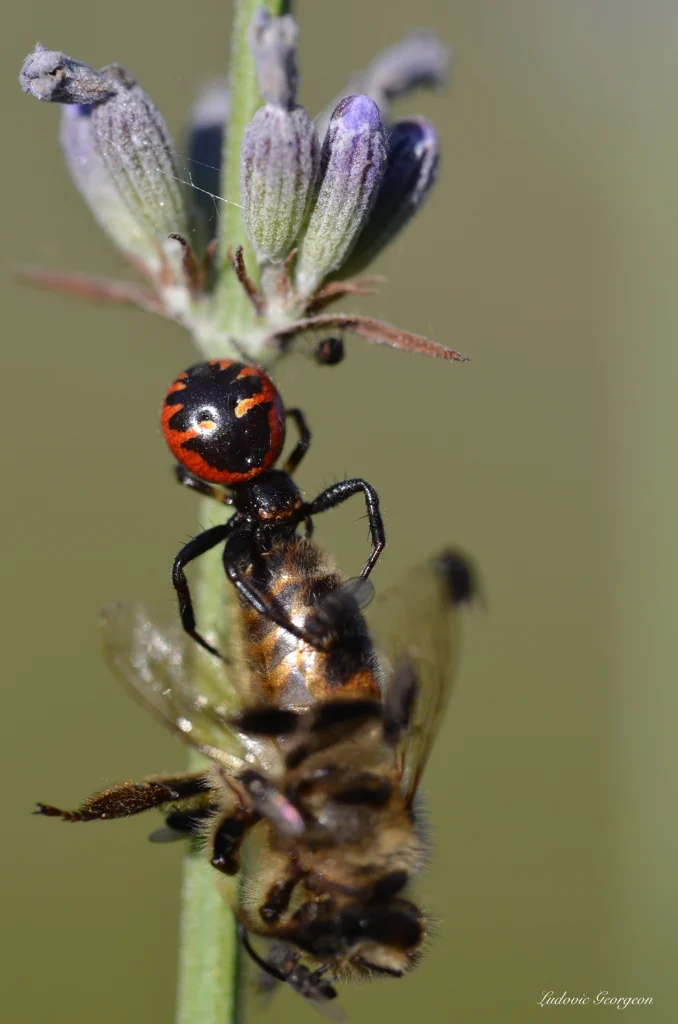 Araignée thomise globuleuse