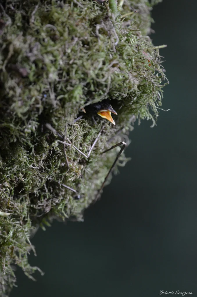Troglodyte mignon au nid