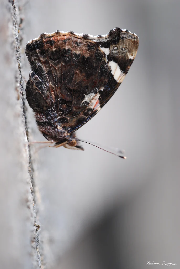 Papillon Vulcain